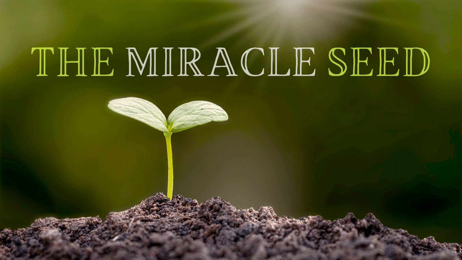 The Miracle Seed Uplook Ministries